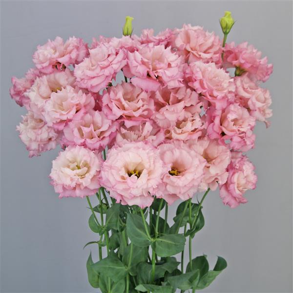 Celeb 2 Lovely Pink Lisianthus - Container