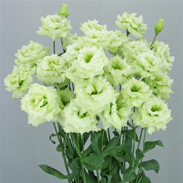 Celeb 2 Mint Green Lisianthus - Container