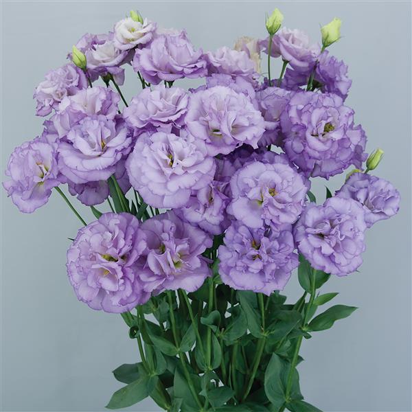 Celeb 2 Orchid Lisianthus - Container