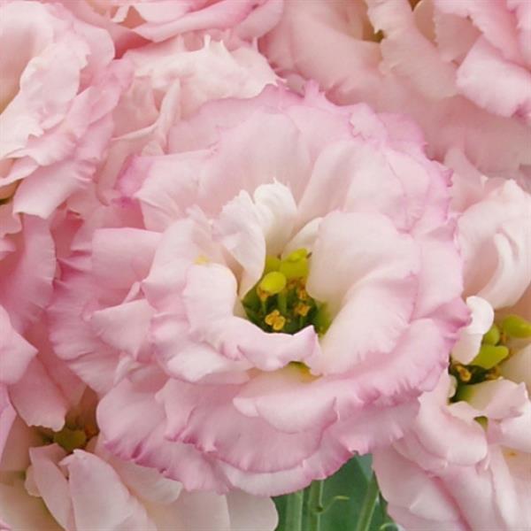 Celeb 2 Sakura Pink Lisianthus - Bloom
