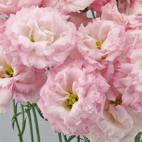 Celeb 1 Sakura Pink Lisianthus - Bloom
