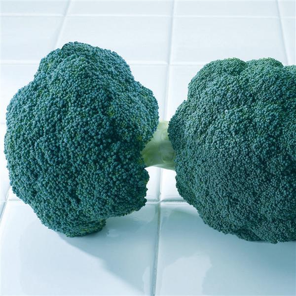 Destiny Broccoli - Bloom