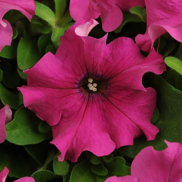Pretty Grand™ Purple Petunia - Bloom
