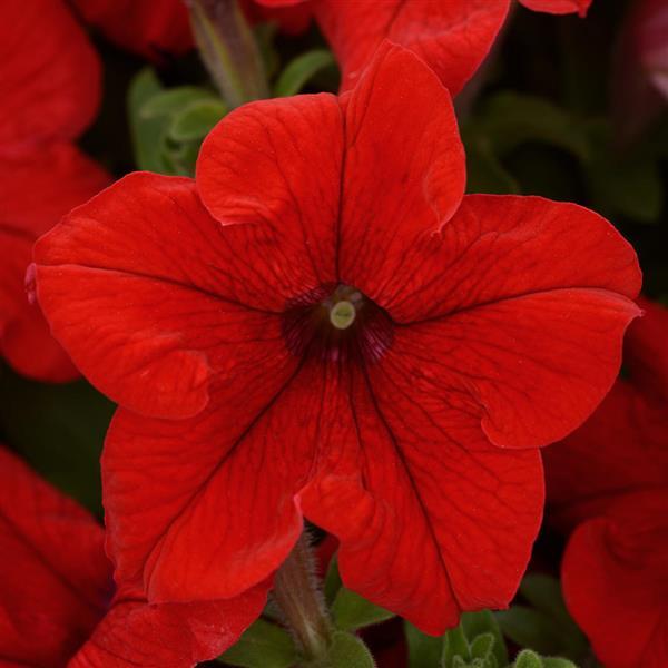 Pretty Grand™ Red Petunia - Bloom