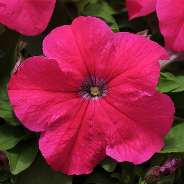 Pretty Grand™ Rose Petunia - Bloom