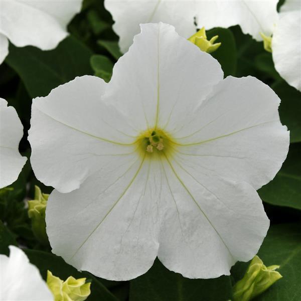 Pretty Grand™ White Petunia - Bloom