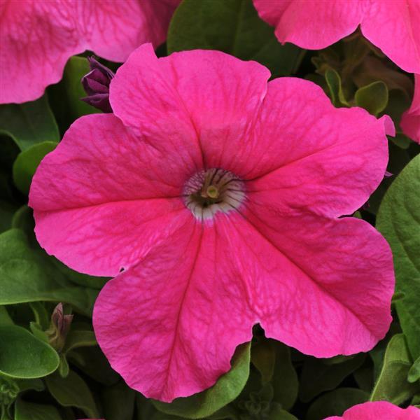 Pretty Grand™ Deep Pink Petunia - Bloom