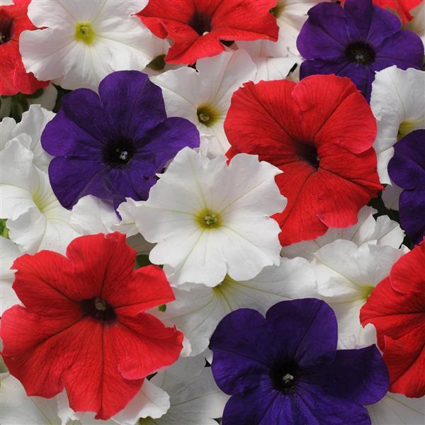 Pretty Grand™ Flag Mixture Petunia - Bloom