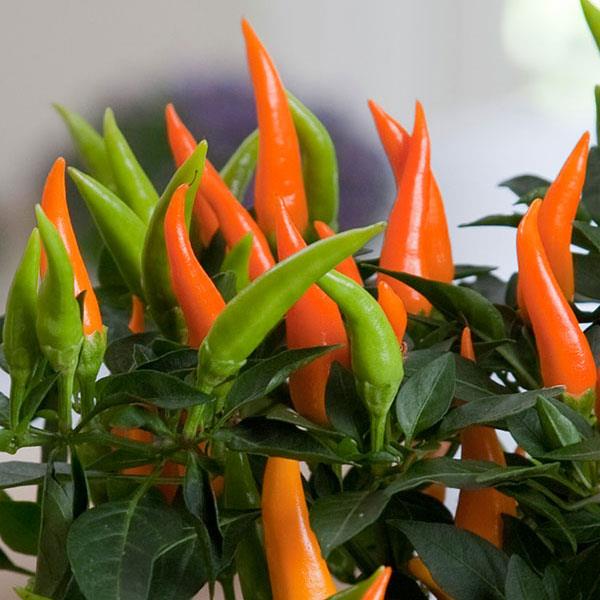 Santos Orange Ornamental Pepper - Bloom
