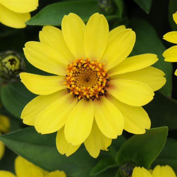 Zahara® Yellow Zinnia - Bloom