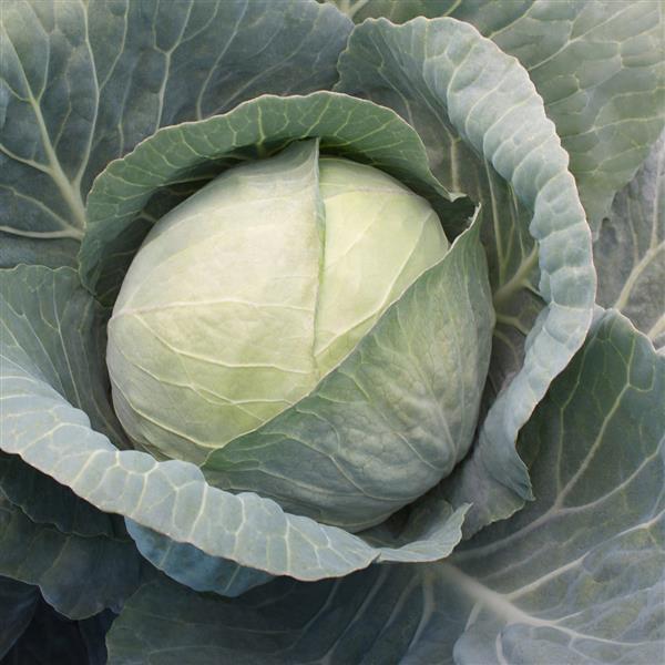 Xtreme Vantage Cabbage - Bloom