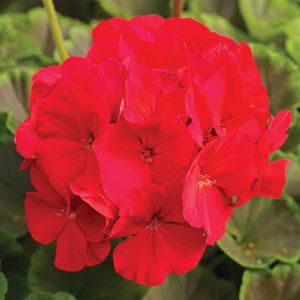 BullsEye Red Geranium - Bloom