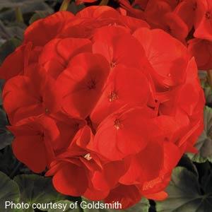 BullsEye Scarlet Geranium - Bloom