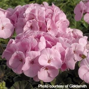 BullsEye Light Pink Geranium - Bloom