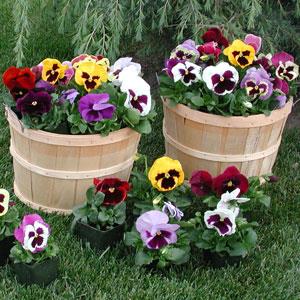 Majestic Giants II Blotch Mix Pansy - Container