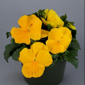Majestic Giants II Clear Yellow Pansy - Container