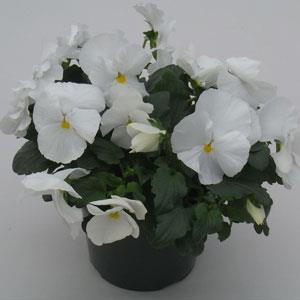 Majestic Giants II Clear White Pansy - Container
