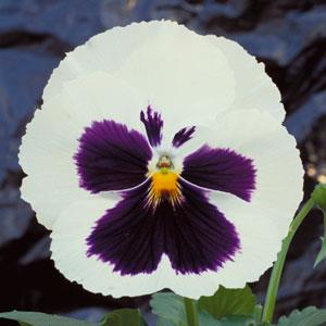 Majestic Giants II White with Blotch Pansy - Bloom