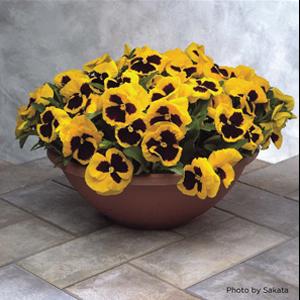 Majestic Giants II Yellow with Blotch Pansy - Container
