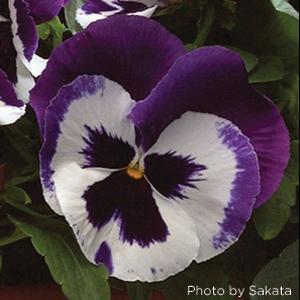 Majestic Giants II Blue And White with Blotch Pansy - Bloom