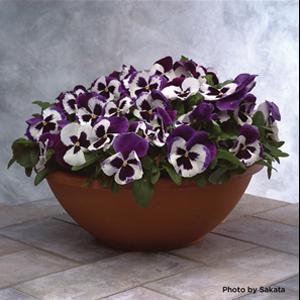 Majestic Giants II Blue And White with Blotch Pansy - Container