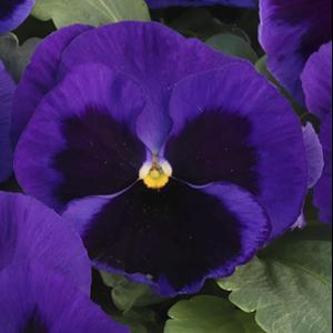 Majestic Giants II Mid Blue with Blotch Pansy - Bloom
