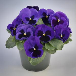 Majestic Giants II Mid Blue with Blotch Pansy - Container