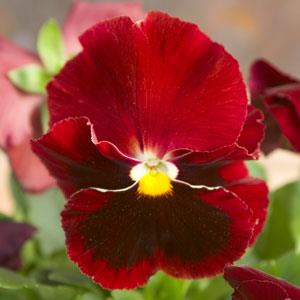 Majestic Giants II Red with Blotch Pansy - Bloom