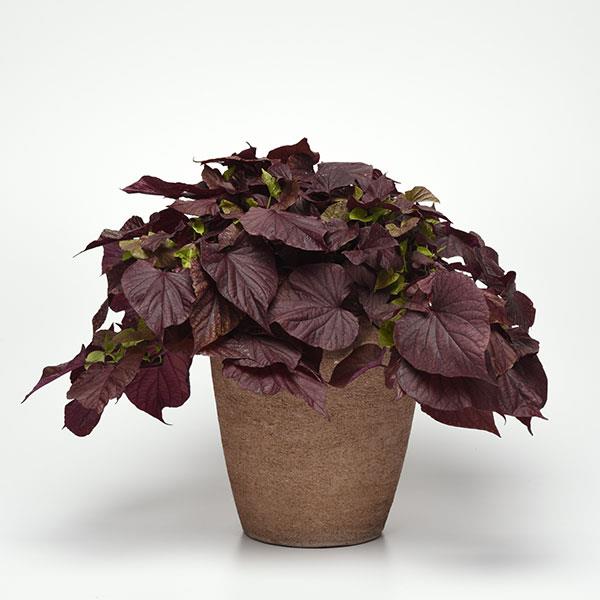 SolarPower™ Red Heart Ipomoea - Container