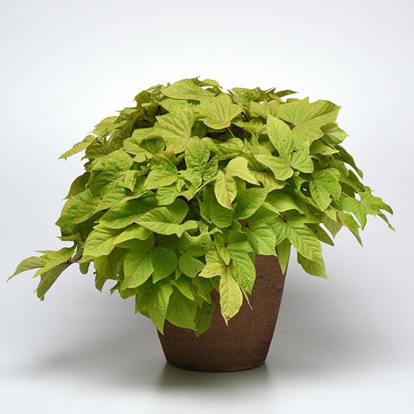 SolarPower™ Lime Heart Ipomoea - Container