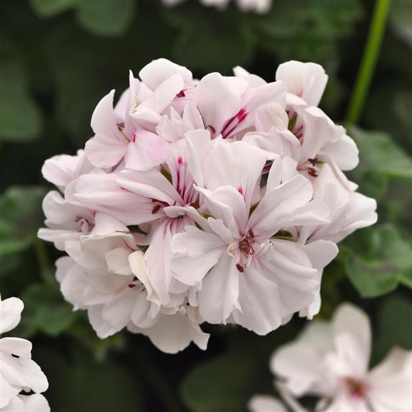 Focus™ White Ivy Geranium - Bloom