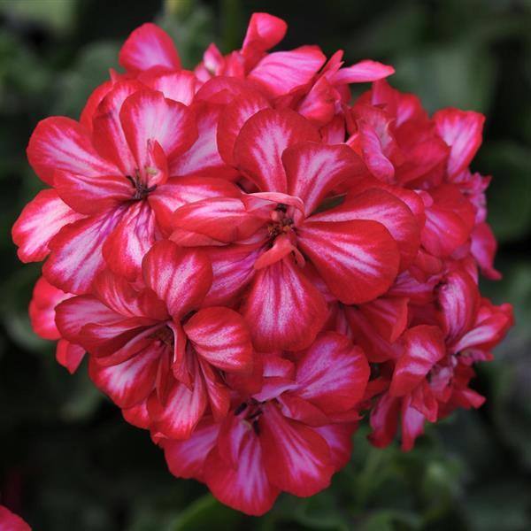 Focus™ Red Ice Ivy Geranium - Bloom