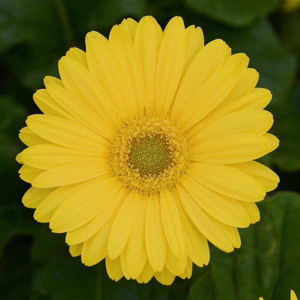Revolution™ Yellow with Light Eye Gerbera - Bloom