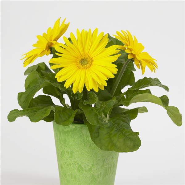 Revolution™ Yellow with Light Eye Gerbera - Container