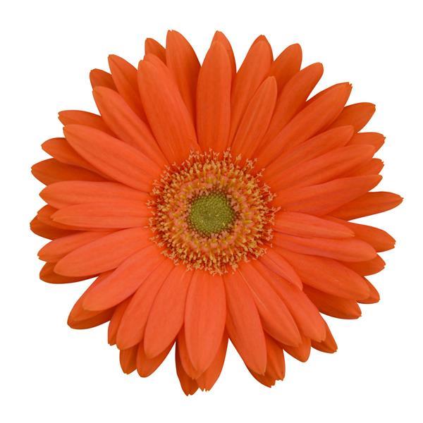 Revolution™ Orange with Light Eye Gerbera - Bloom