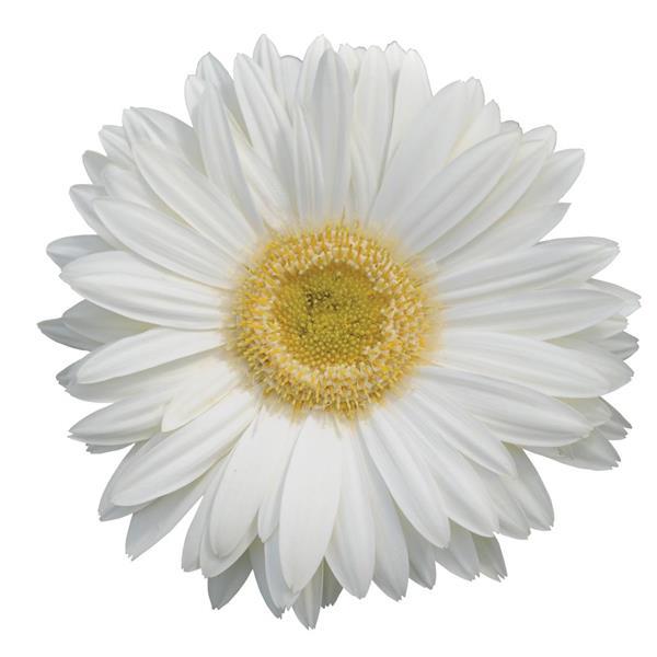 Revolution™ White with Light Eye Gerbera - Bloom