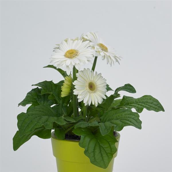 Revolution™ White with Light Eye Gerbera - Container