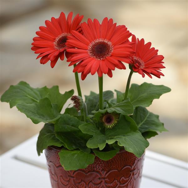 Revolution™ Red with Dark Eye Gerbera - Container