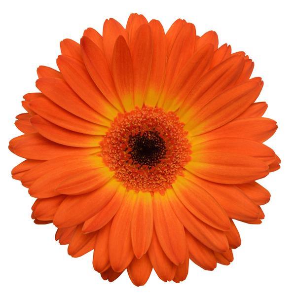 Revolution™ Bicolor Yellow Orange Gerbera - Bloom