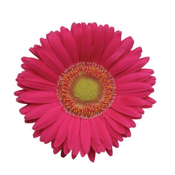 Revolution™ Bright Rose with Light Eye Gerbera - Bloom