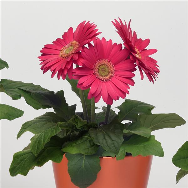 Revolution™ Bright Rose with Light Eye Gerbera - Container