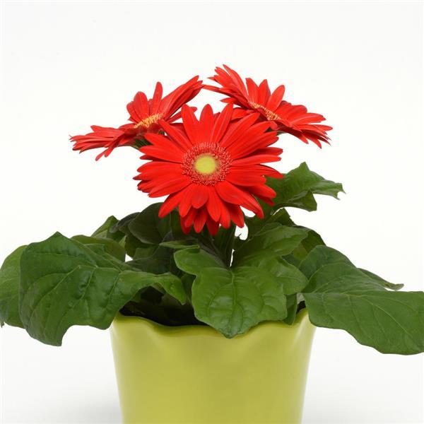 Revolution™ Red with Light Eye Gerbera - Container