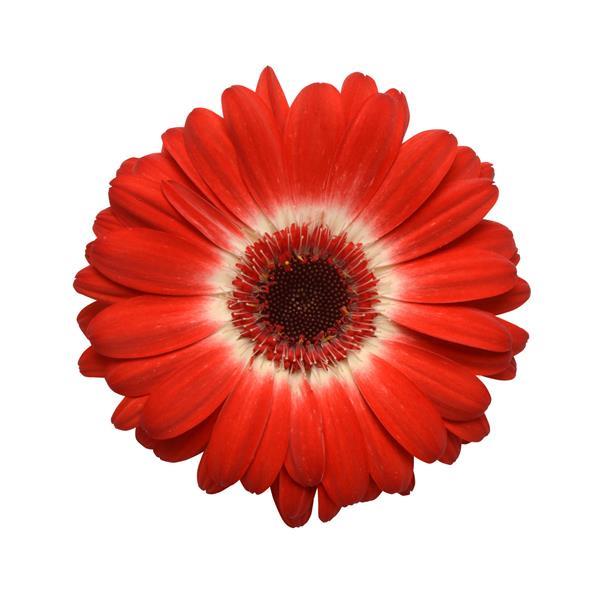 Revolution™ Bicolor Red White Gerbera - Bloom