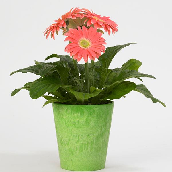 Revolution™ Salmon Shades with Light Eye Gerbera - Container