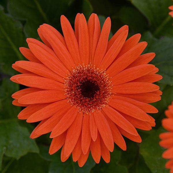 Revolution™ Pastel Orange Gerbera - Bloom