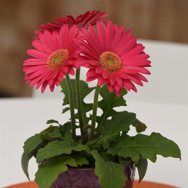 Revolution™ Deep Pink with Light Eye Gerbera - Container