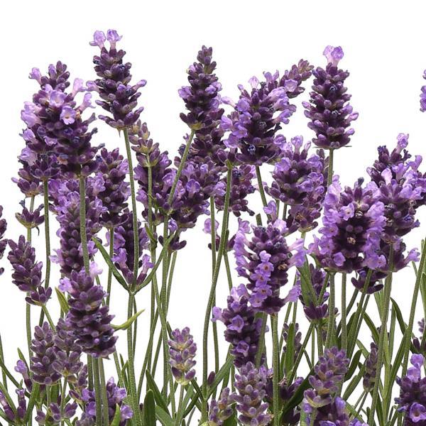Lavandula Ellagance Purple - Bloom