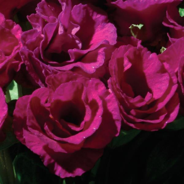 Primlet® Purple Primula - Bloom