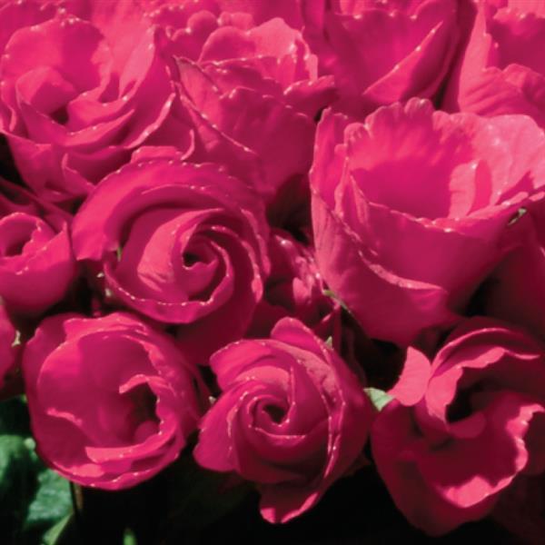 Primlet® Rose Primula - Bloom