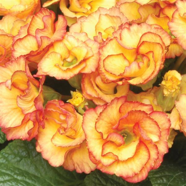 Primlet® Sunrise Primula - Bloom